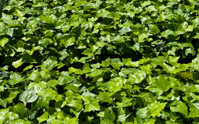 hedera algeriensis